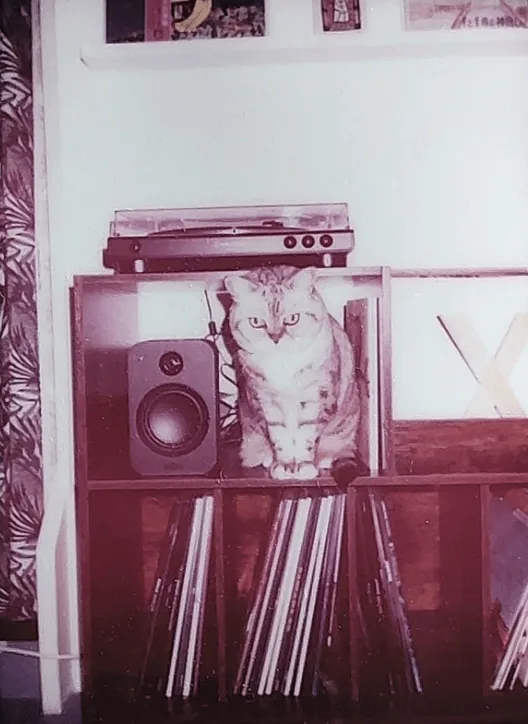 My british shorthair cat mia, in the record shelf