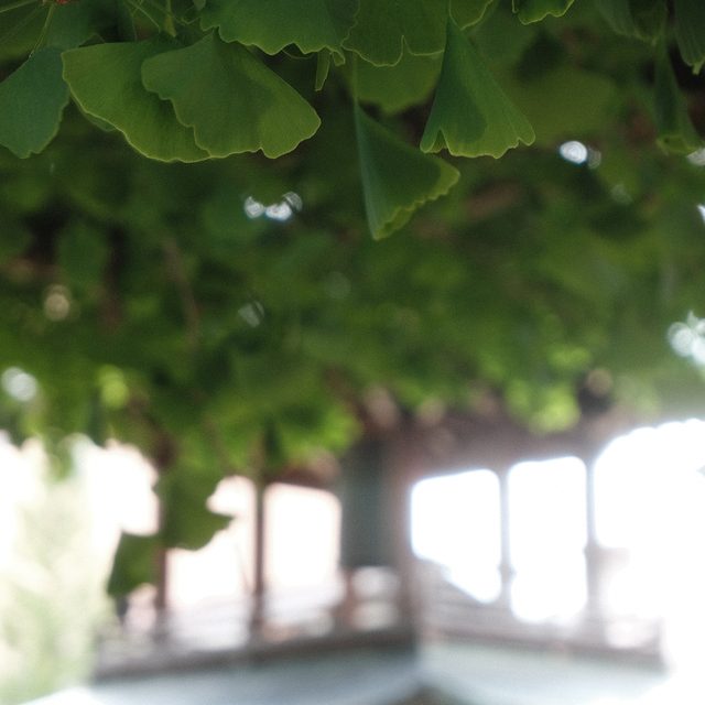 a Ginko tree in Takayama