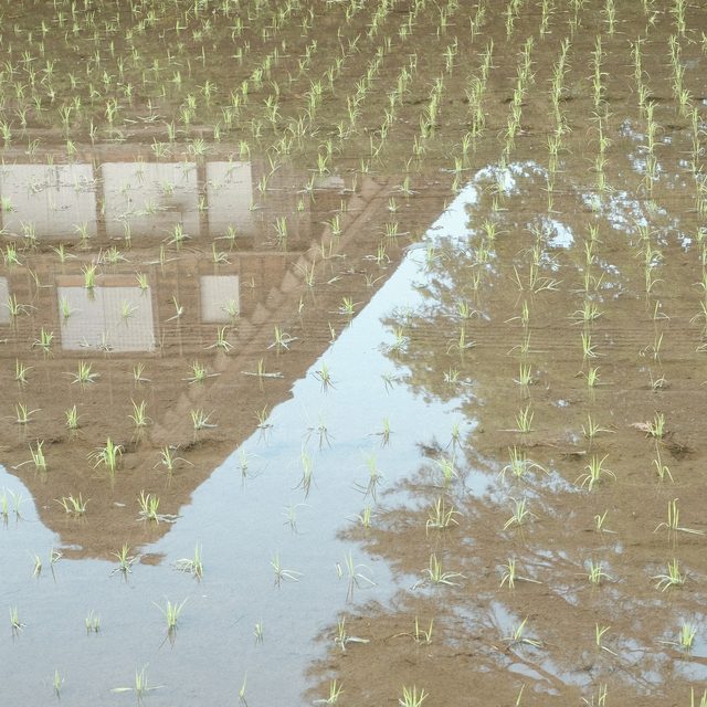 Reflection in a paddy-field. Shirakawa-go
