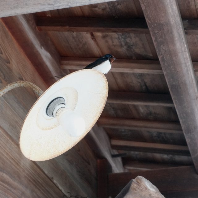 a swallow on a lamp. Shirakawa-go