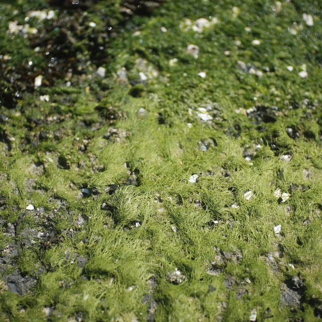 textures of the seaside