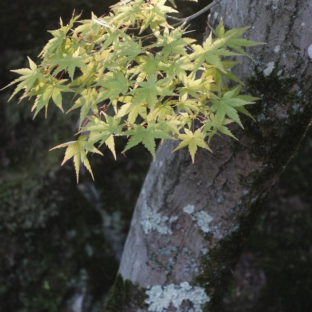 a new branch, japanese maple tree