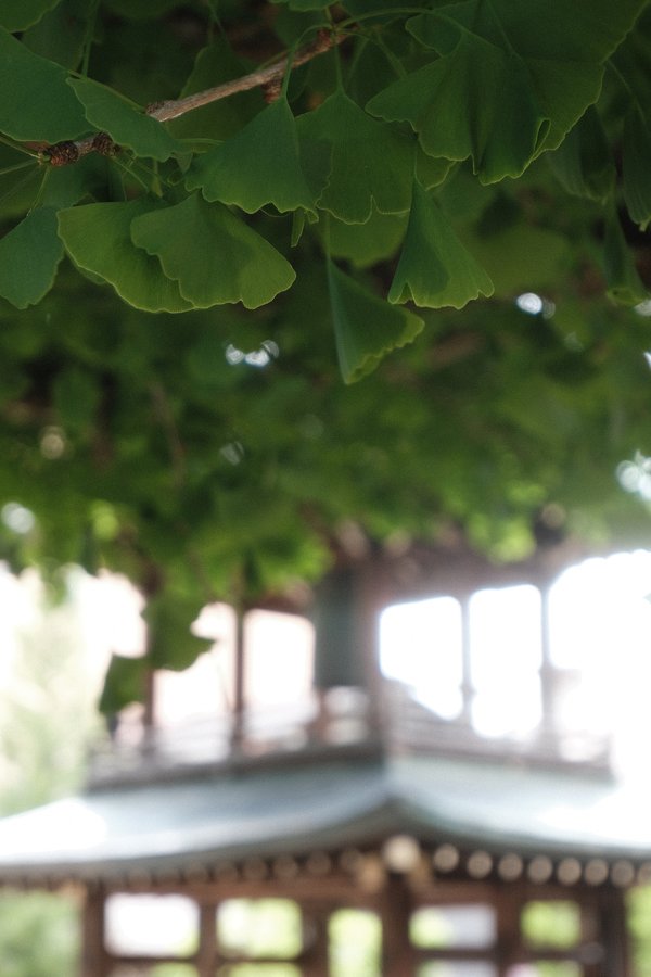 a Ginko tree in Takayama