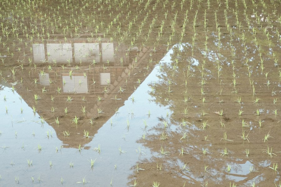 Reflection in a paddy-field. Shirakawa-go
