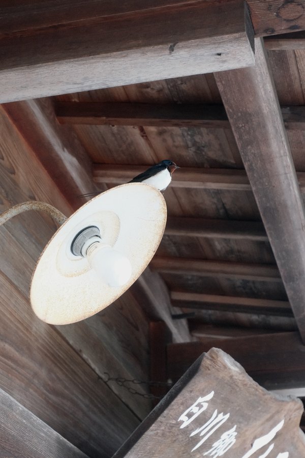 a swallow on a lamp. Shirakawa-go
