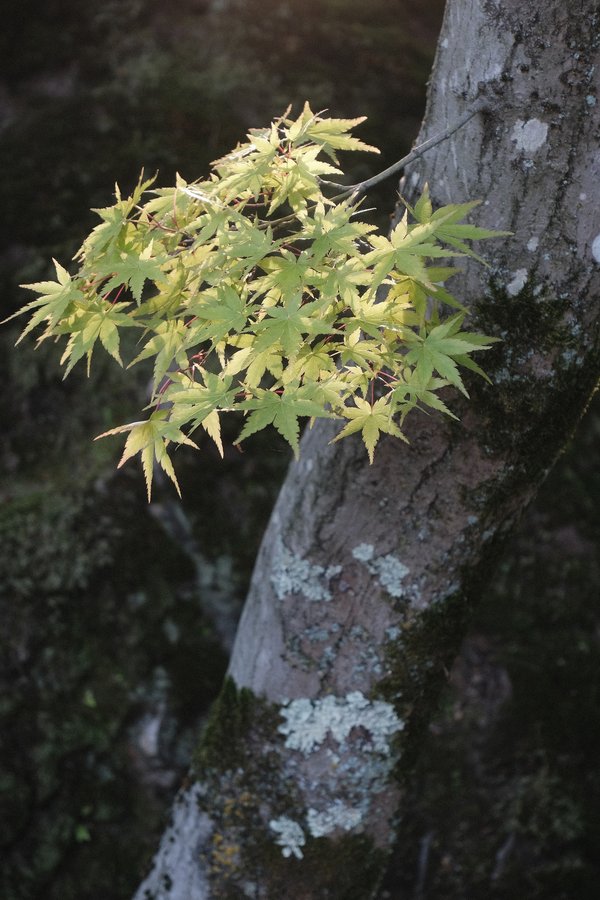 a new branch, japanese maple tree